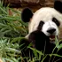 Japonia rămâne fără urși panda din cauza tensiunilor cu China