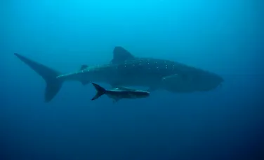 Oamenii de ştiinţă au rezolvat unul dintre cele mai mari mistere despre rechinul-balenă