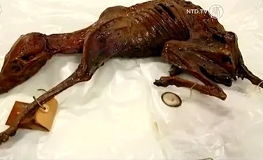 A fost descoperită mumia unui animal de companie de acum 1.000 de ani (VIDEO)