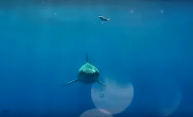 Cum este să fii muşcat de un rechin alb? Un videoclip incredibil prezintă interiorul gurii animalului în timp ce încearcă să muşte