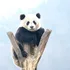 Test de cultură generală. De ce urșii panda stau uneori în mâini?