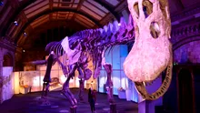 Unul dintre cei mai mari dinozauri de pe Pământ a ajuns pentru prima dată în Europa
