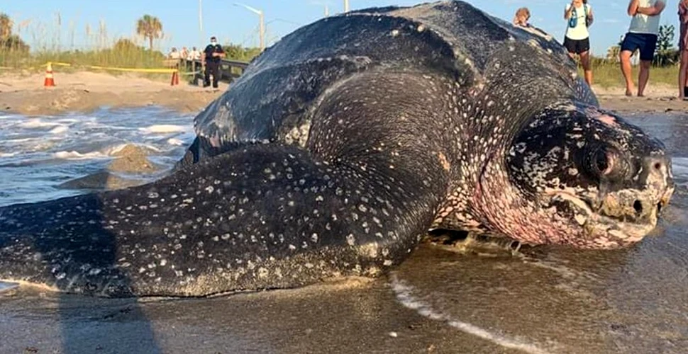 O țestoasă uriașă, cu carapace din piele, a făcut spectacol pe o plajă din Florida