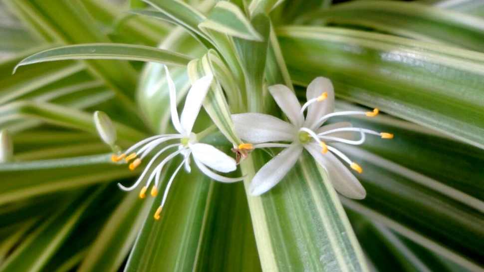 A fost găsită prima dovadă că și plantele au grijă de „copiii” lor