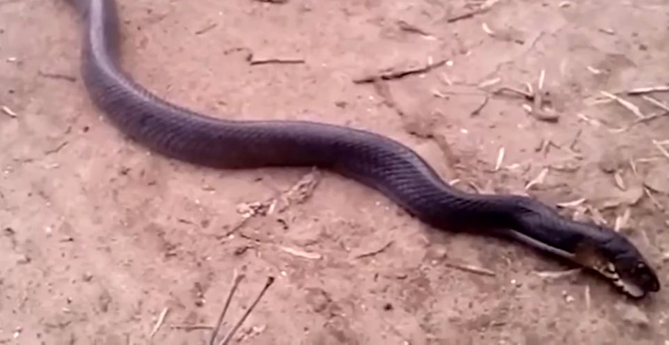 Comportamentul BIZAR al unui şarpe indigo atunci când este ameninţat de prădători ,,Nu am realizat că au un astfel de comportament”-VIDEO