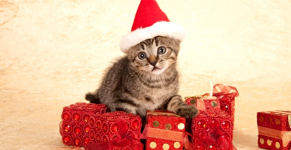 Animalele de companie primesc mai multe cadouri de Crăciun decât partenerul de viaţă sau soacra
