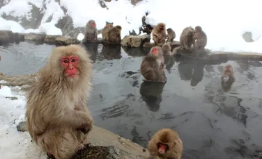 Primele imagini care arată cum prind pește maimuțele din Alpii japonezi