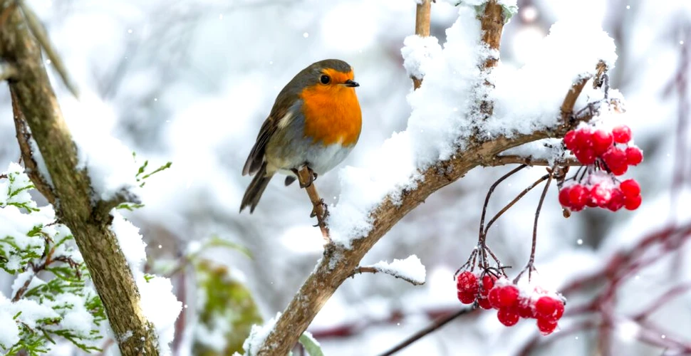 Meteorologii au anunțat cum va fi vremea de Crăciun și de Revelion