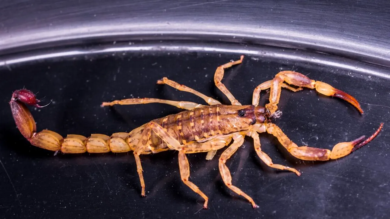 scorpion 