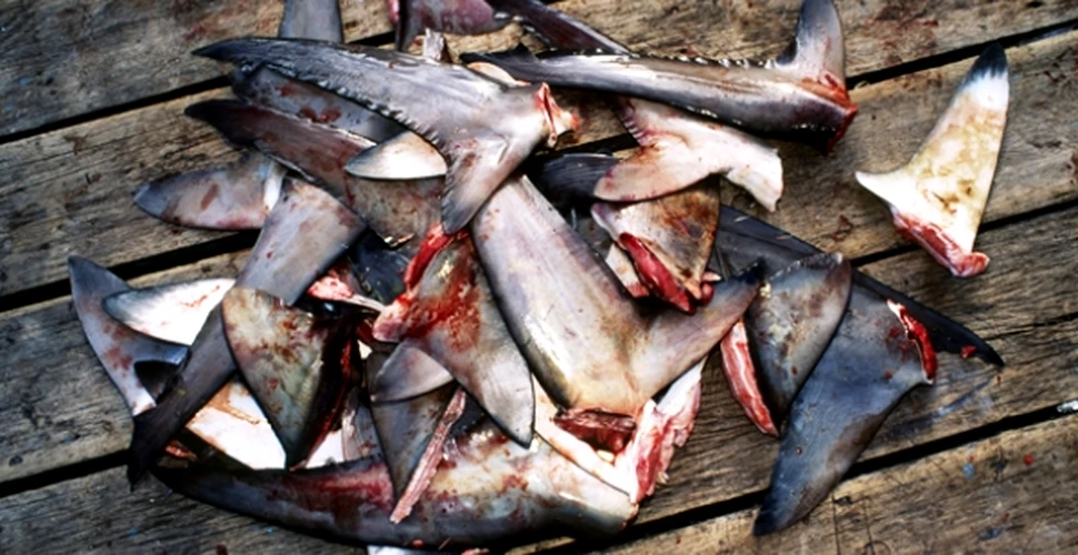 Afacerile cu supa din inotatoare de rechin ameninta supravietuirea speciilor