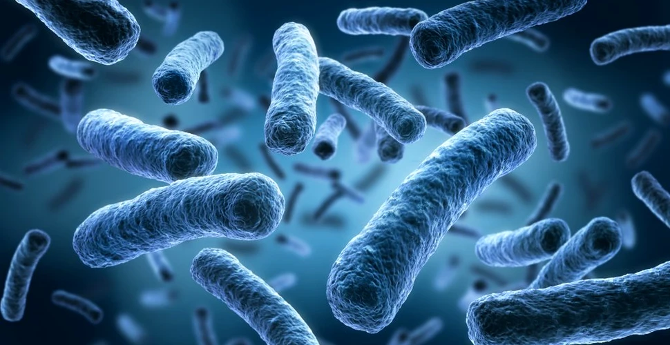 Cea mai mare bacterie descoperită vreodată i-a uimit pe cercetători cu complexitatea sa