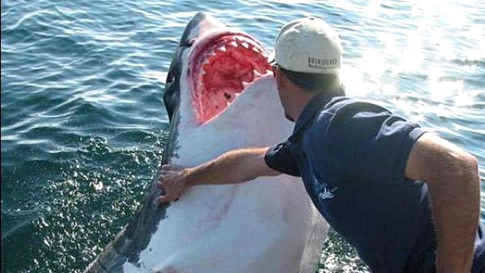 Ucigasii in serie si rechinii au strategii de atac asemanatoare