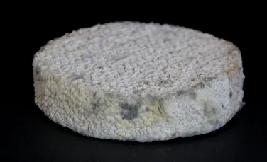 Aţi mânca brânză făcută cu microbi din propriul corp? Cercetătorii au conceput 11 brânzeturi inedite cu ajutorul trupului uman (FOTO)