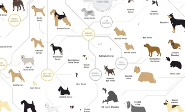 Diagrama care arată cum sunt înrudite toate rasele de câini şi cum a evoluat cel mai bun prieten al omului (FOTO, VIDEO)
