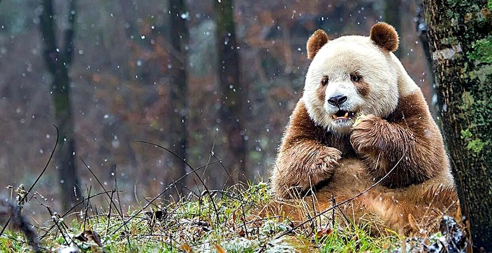 Quizai, singurul urs panda de culoare maro – Galerie Foto