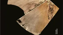 O fosilă veche de 2,6 milioane de ani din Japonia a dezvăluit o specie „extrem de rară”