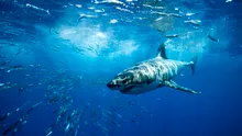 Cel mai mare rechin alb din lume este Deep Blue, o femelă de peste 6 metri lungime