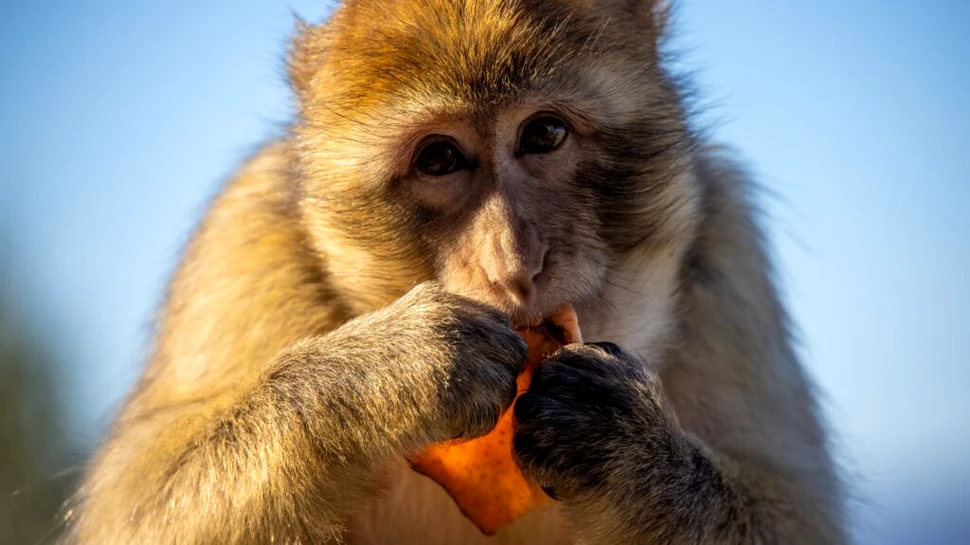 Maimuțele din Gibraltar mănâncă pământ pentru a-și proteja stomacul după ce primesc alimente nesănătoase de la turiști