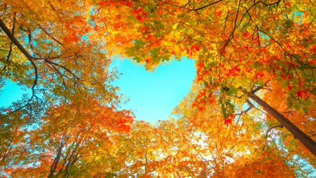 Test de cultură generală. De ce cad frunzele toamna?