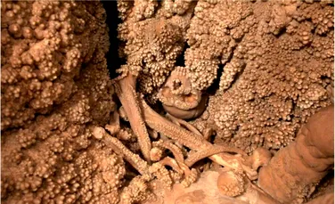 De ce nu poate fi excavat cel mai complet schelet de neanderthalian găsit vreodată?