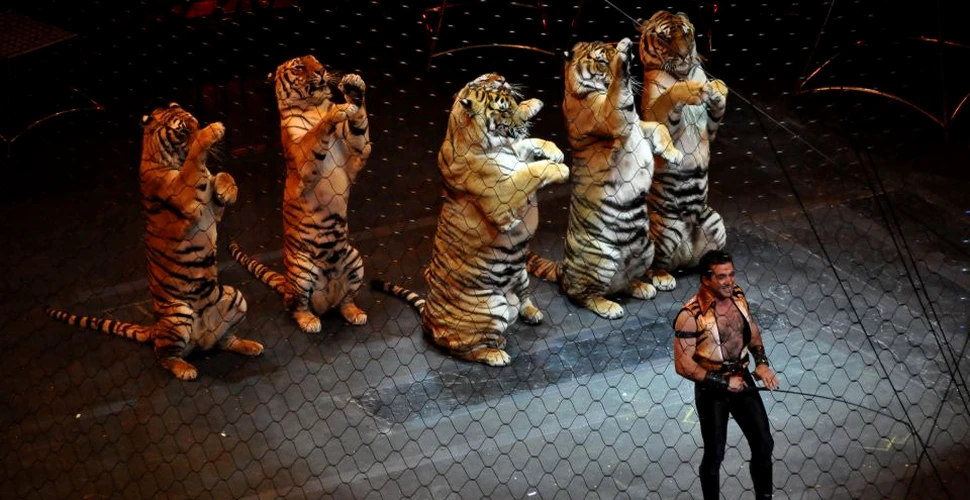 Niciun circ din România nu va mai folosi animale sălbatice în spectacole. Care sunt vietăţile care vor apărea în reprezentaţii