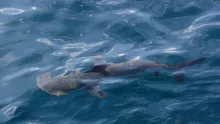 Un rechin rar, nemaivăzut de peste 20 de ani, a fost observat în Insulele Galapagos