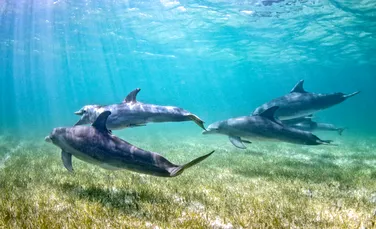 Cercetătorii au descoperit o nouă subspecie de delfin în Oceanul Pacific