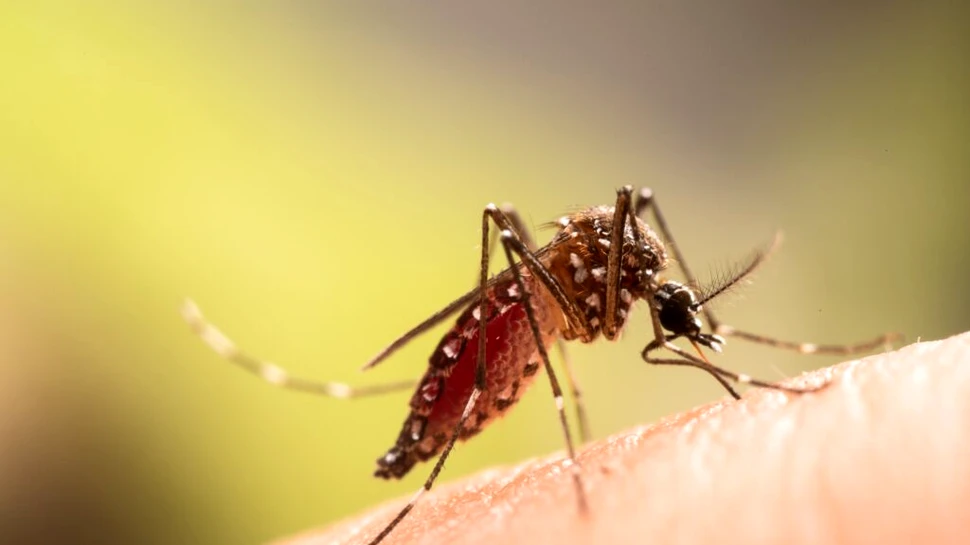 Un virus transmis de țânțari care afectează creierul se răspândește mai repede decât de obicei