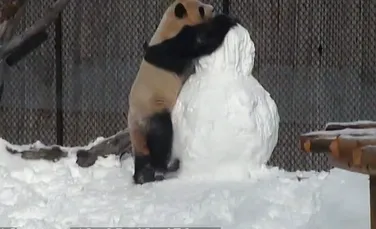 VIDEO Cum reacţionează un urs panda când face cunoştinţă cu un om…de zăpadă