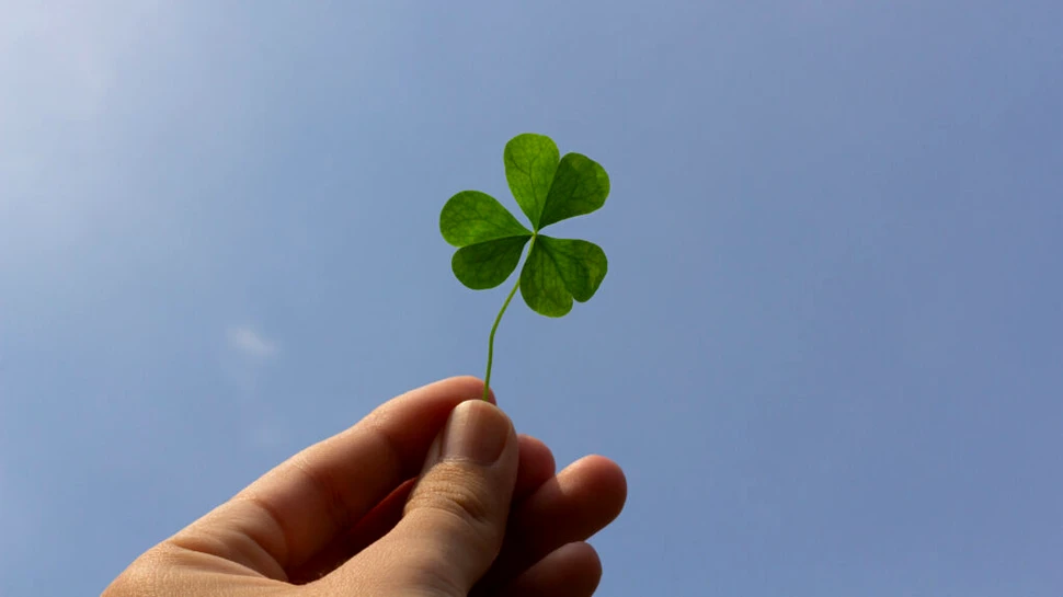 De ce se spune că trifoiul cu patru foi aduce noroc? O istorie a rarității, simbolului și atenției