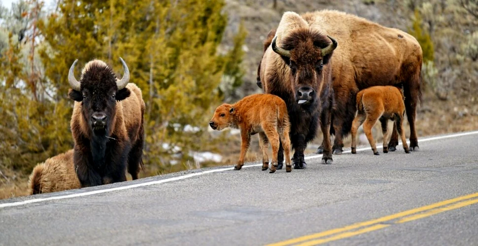Cerere în căsătorie, întreruptă de un bizon în cel mai mare parc național din SUA