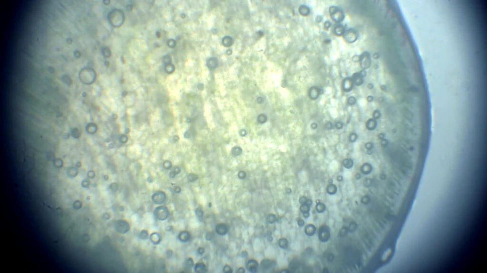 Oamenii de știință au creat organisme în „a treia stare”, dincolo de viață și moarte