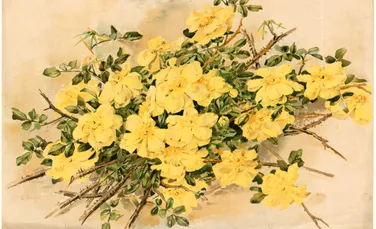 Povestea trandafirului: de la fosile preistorice la simbol al culturilor antice și al grădinilor moderne. 60 de milioane de ani de istorie