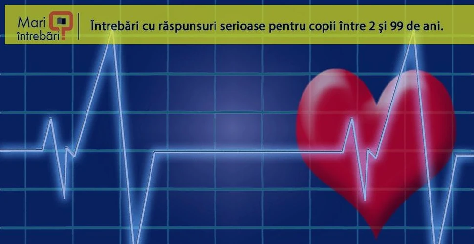 Ce este artimia şi ce influenţează bătăile inimii?