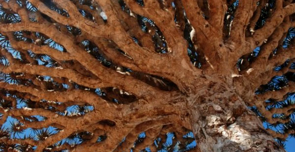 Copacul care sangereaza (FOTO)