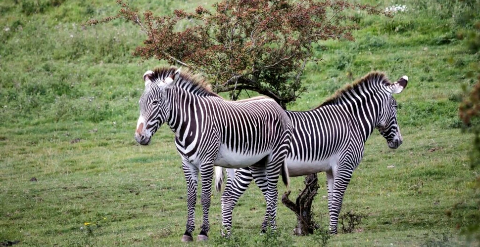 Cea mai rară zebră din lume este în pericol din cauza secetei din Kenya