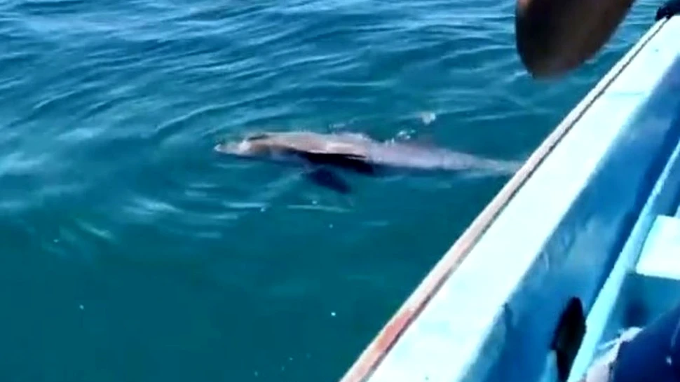 Urmările dezastrului ecologic din Mauritius. Un delfin încearcă cu disperare să-și salveze puiul