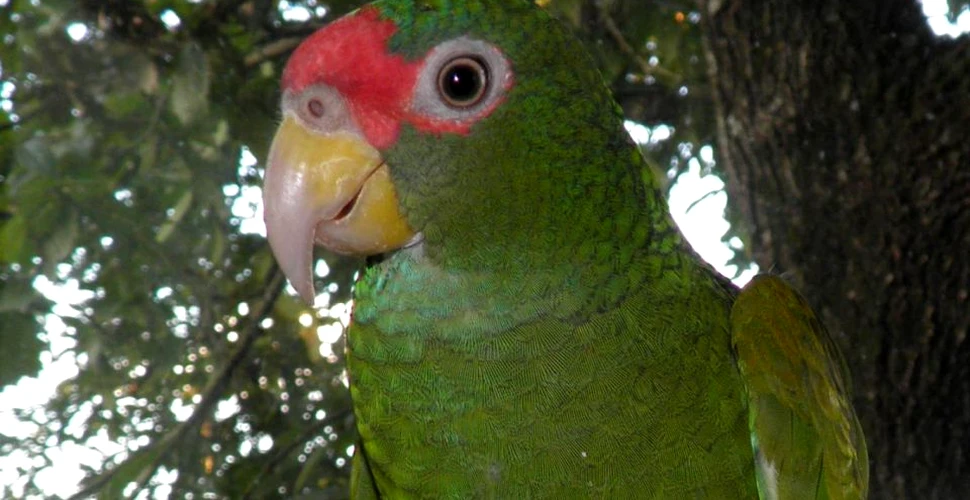 O nouă specie de papagal cu un strigăt ,,unic” a fost descoperită în Mexic