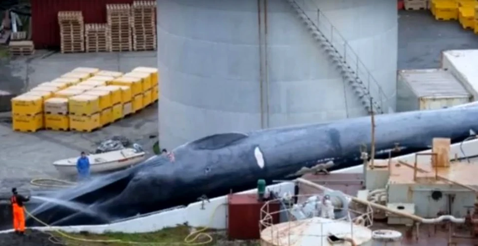 O companie din Islanda este acuzată că a omorât o balenă albastră extrem de rară