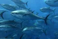 Asteroidul care a ucis dinozaurii a cauzat evoluția tonului?