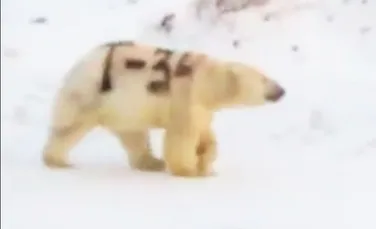 Un urs polar cu mesajul ”T-34” scris pe corp i-a alarmat pe cercetătorii ruşi