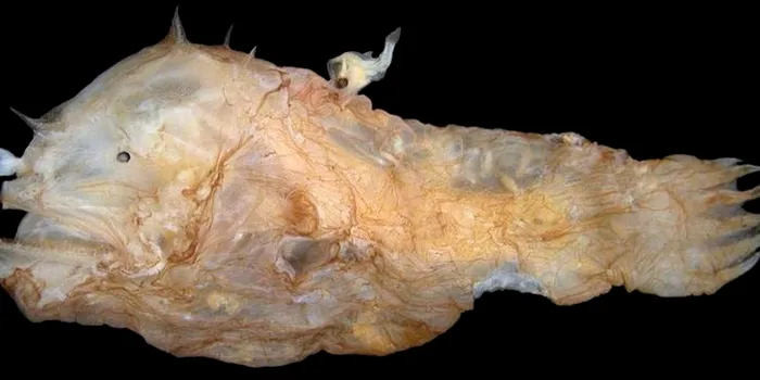 Motivul pentru care evoluția a șters complet o parte a sistemului imunitar al acestor pești
