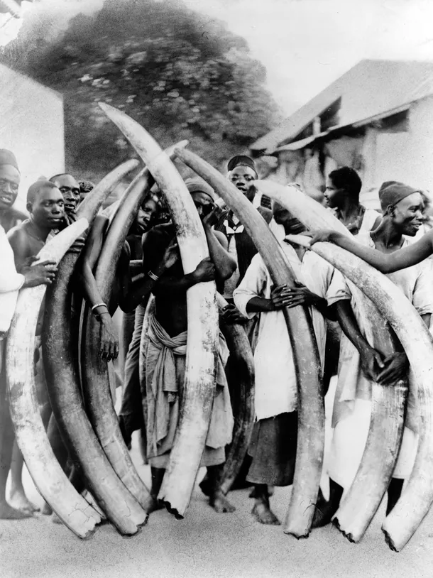  comert cu fildesi la inceput de secol trecut in tanzania