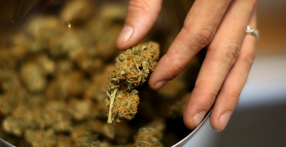 În Jamaica a fost inaugurată prima companie de marijuana „medicală”, ce va studia leacurile din canabis