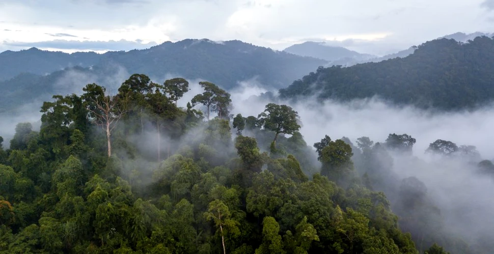 Pădurea amazoniană emite, pentru prima dată, mai mult dioxid de carbon decât este capabilă să absoarbă