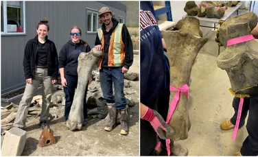 Trei schelete uriașe de mamuți lânoși, descoperite de mineri în teritoriul Yukon din Canada