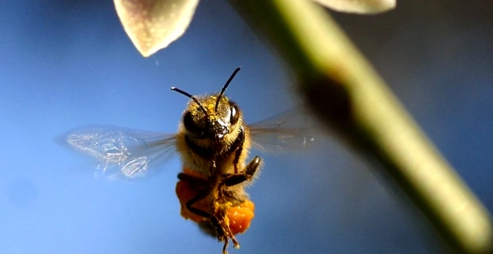Albinele ar putea fi primele nevertebrate care au sentimente!