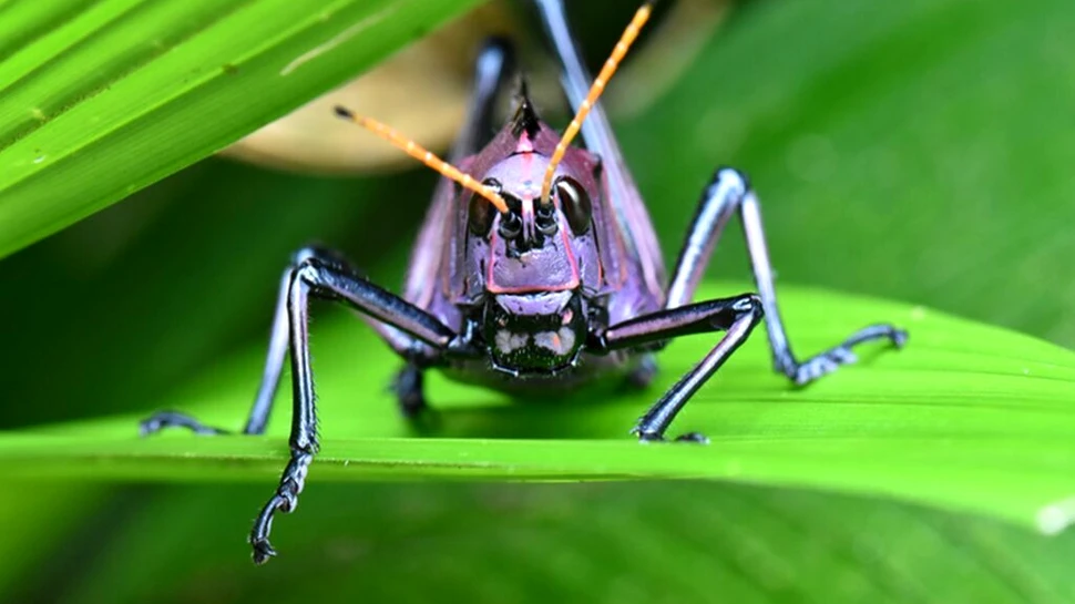 Insectele se adaptează cu dificultate la temperaturi extreme