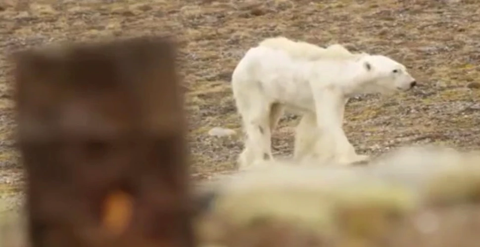 VIDEO. Imaginile sfâşietoare care arată ultimele clipe ale unui urs polar care moare de foame. ”Întreaga echipă se abţinea să nu plângă”