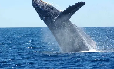 Balenele pot să stea scufundate pentru trei ore sau chiar mai mult